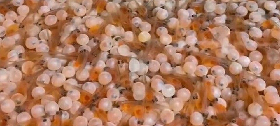 Får snart første fisk i tankene