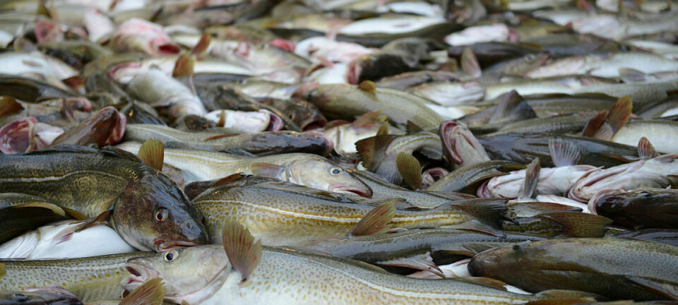 Flere ferskleveranser