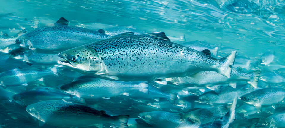 Rekordhøy biomassevekst for matfiskoppdretter