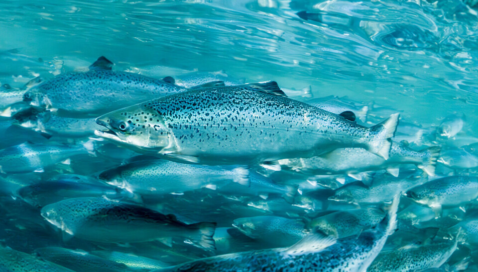 Fisk i anlegget til Salmon Evolution.