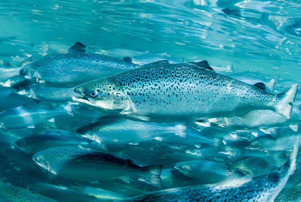 Rekordhøy biomassevekst for matfiskoppdretter