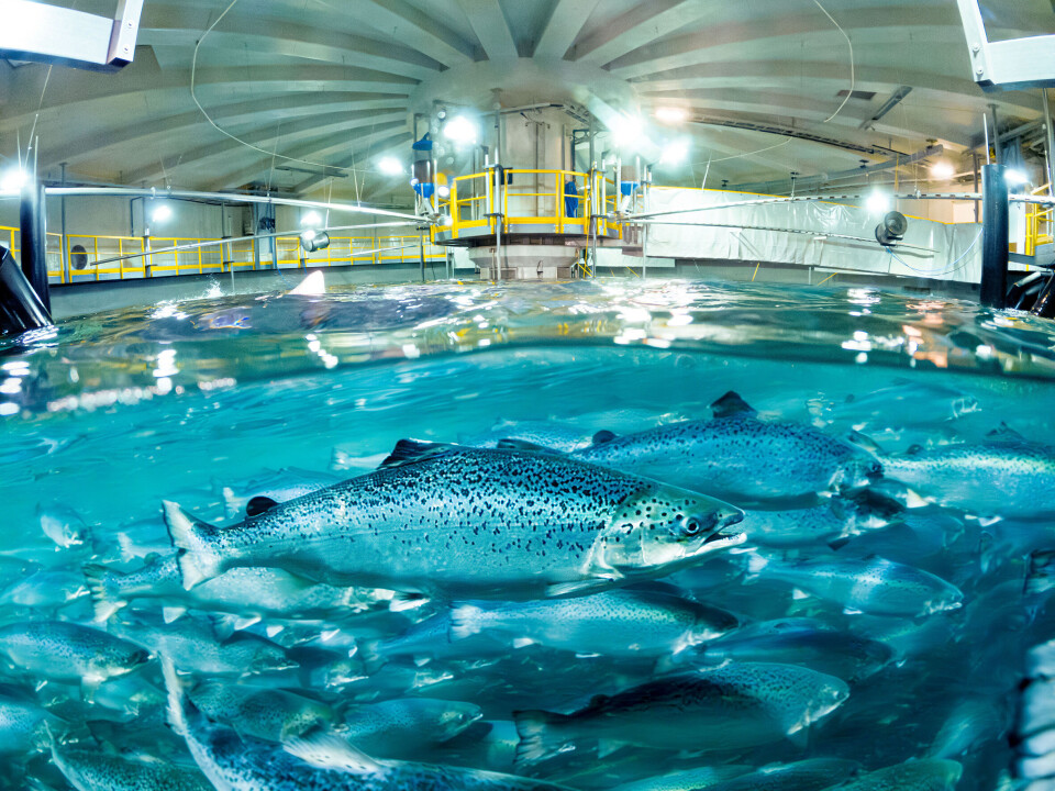 Fisk i anlegget til Salmon Evolution.