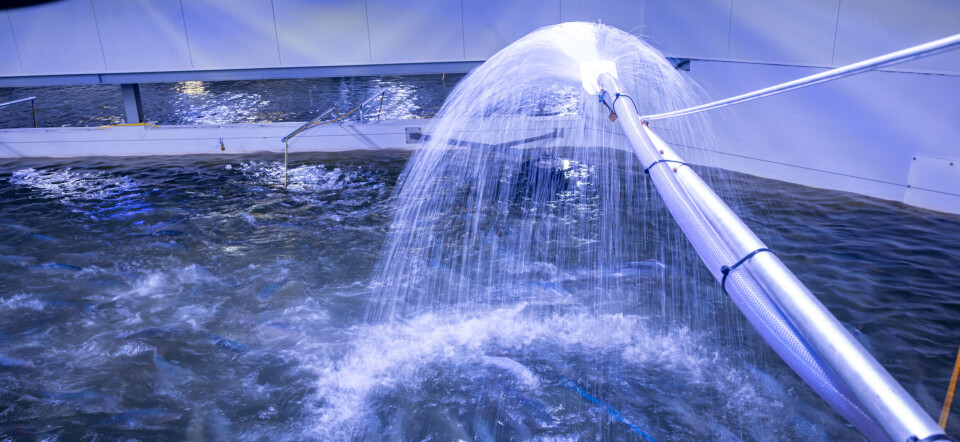 Slik skal de produsere 8000 tonn
ørret på Rjukan