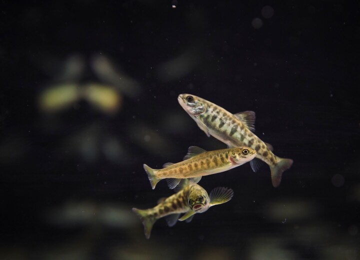 Ny metode skal hindre rømming