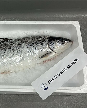 Så mye slaktet Proximar i første halvår