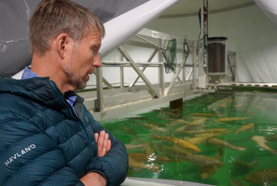 Daglig leder Halvard Hovland foran stamfisken i Havlands landbaserte anlegg i Florø.