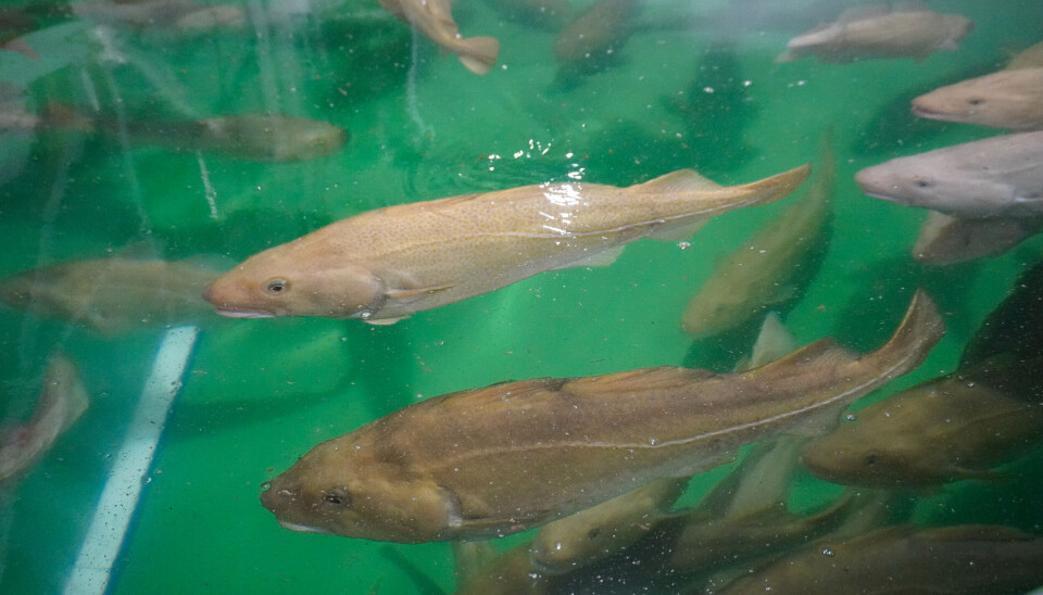 Stamfisken svømmer rolig rundt i karet og kommer nysgjerrig opp til overflaten for å hilse på LandbasedAQ.
