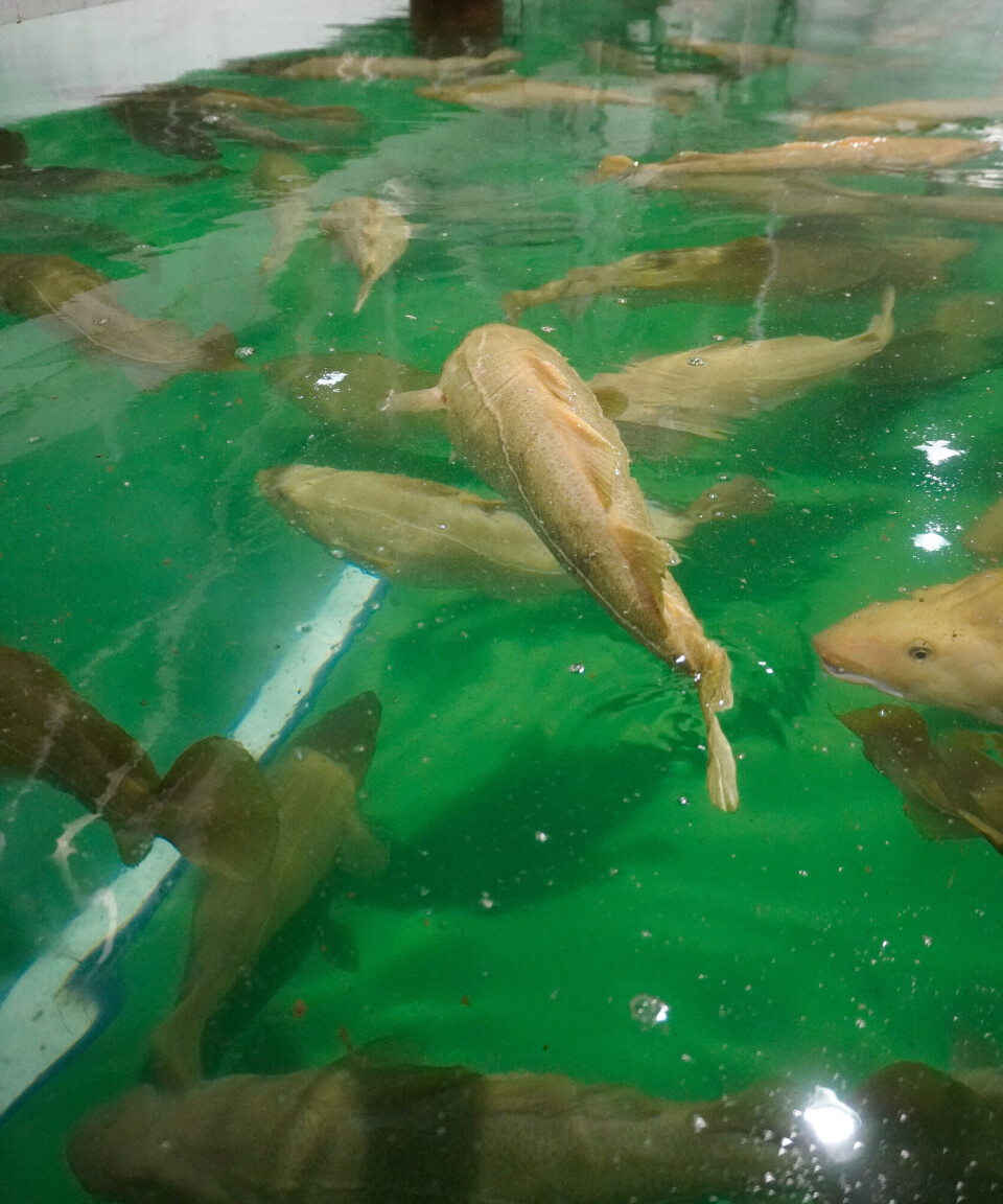 Stamfisken danner grunnlaget for Havlandets satsing på landbasert torskeoppdrett.