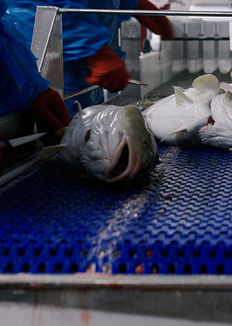 Bli med inn i produksjonen til Havland