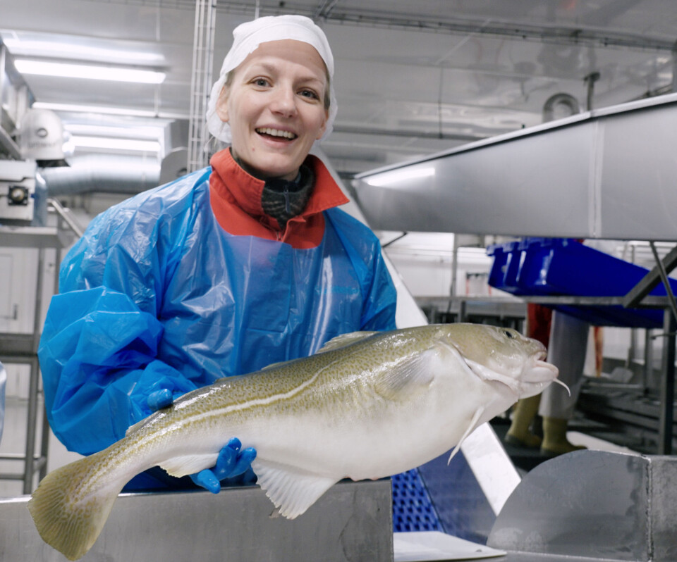 Oda Kristin Igland, leder for innovasjon og utvikling i Havland, under den første slaktingen av landbasert torsk.