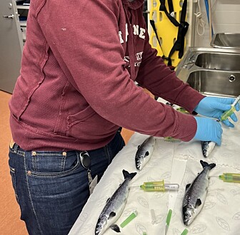 En revolusjon i vurdering av smoltstatus