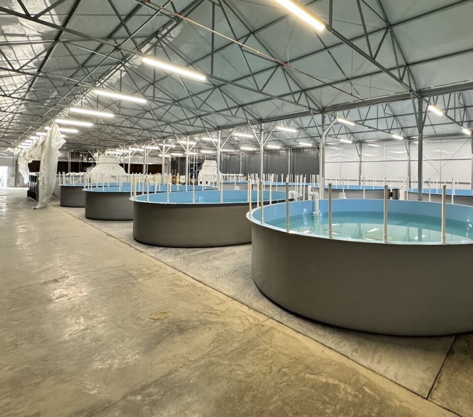 Satser på akvaponi – fisk og grønnsaker side om side