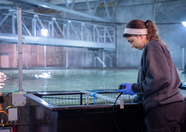 Slakter 20 000 landbaserte laks i uken