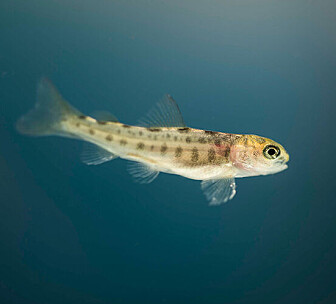 – Nefrokalsinose er mer utbredt enn vi trodde