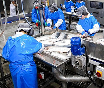 Så mye slaktet NOAP i Q2