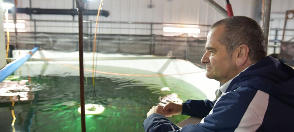 Økte slaktevolumet i tredje kvartal