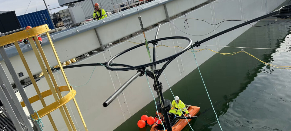 Andfjord Salmon har satt ut fisk igjen