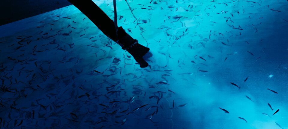 Andfjord fikk nei av Mattilsynet