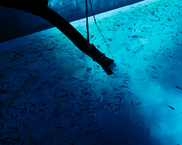 Har satt ut fisk igjen