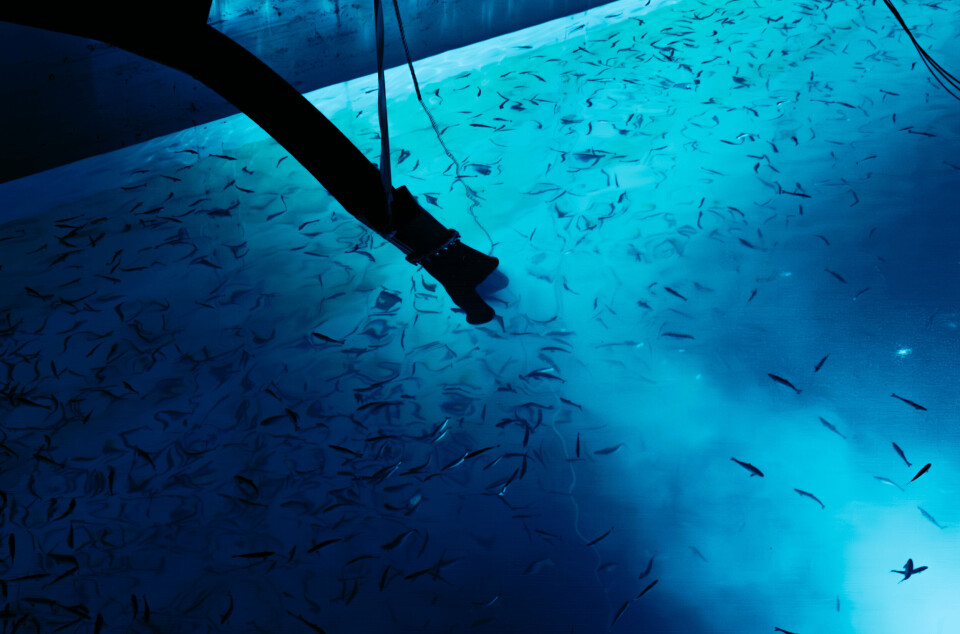 Andfjord fikk nei av Mattilsynet