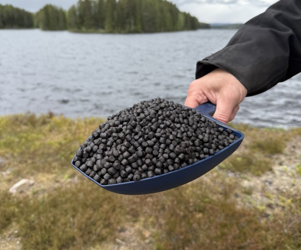Fiskefôr laget på mykoprotein fra Cirkulär.