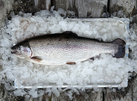 Ca. seks tonn av regnbueørret på 4 kilo og oppover produseres i første batchen av Älvdalslax.