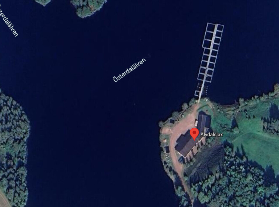 Älvdalslax