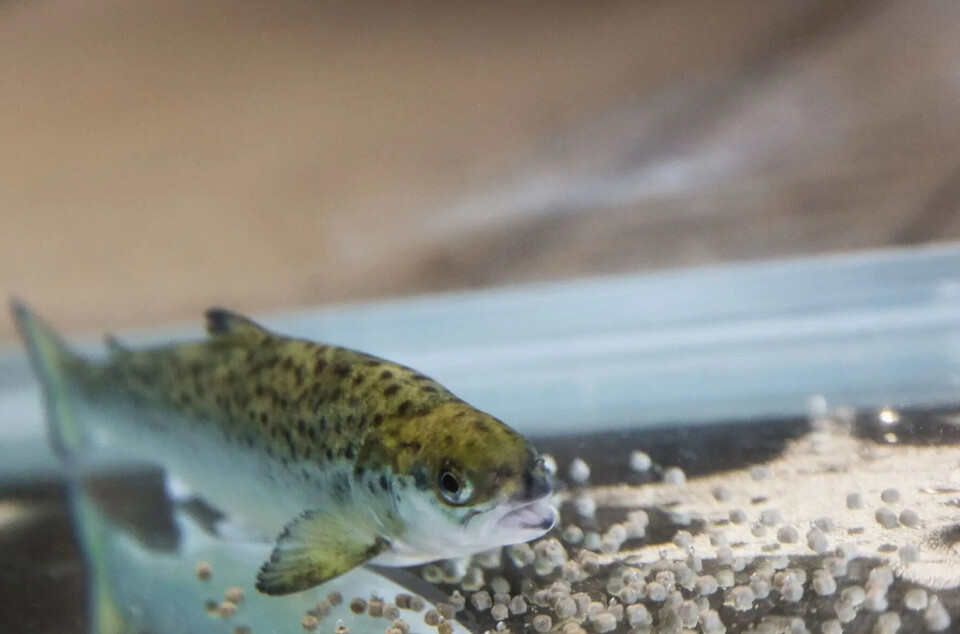 Denne kombinasjonen bedrer laksens fôr