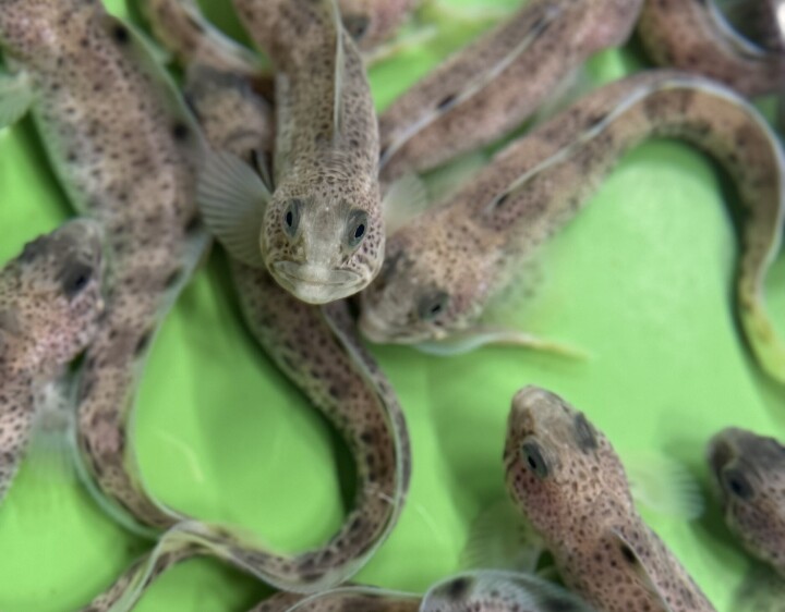 Forventer større marked for steinbit