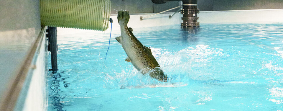 Superiorandel på 98 prosent