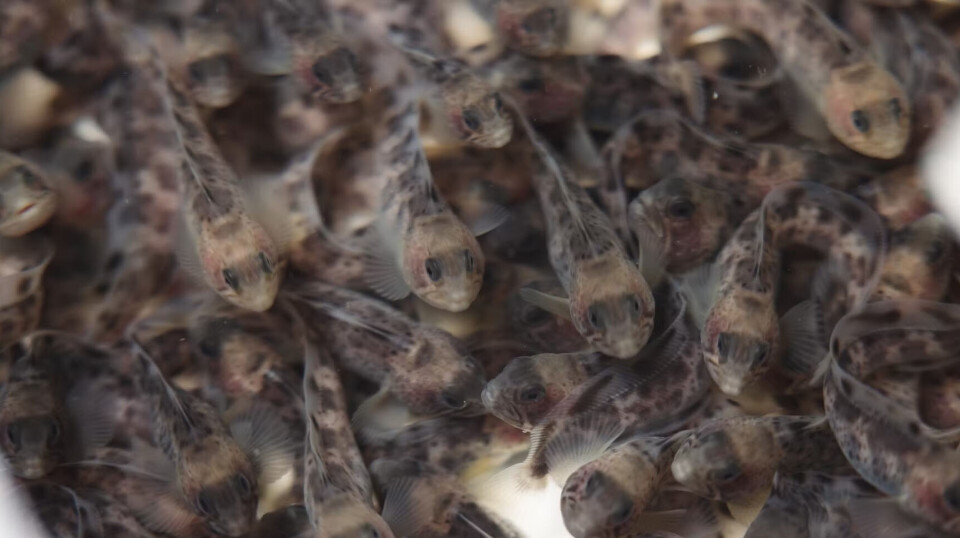 Økt kunnskap om yngelproduksjon av flekksteinbit