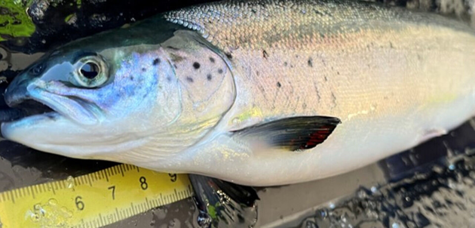 Fiskens vekst i sjø var best hos fisken som hadde levd i relativt varmt vann i ferskvannsfasen.