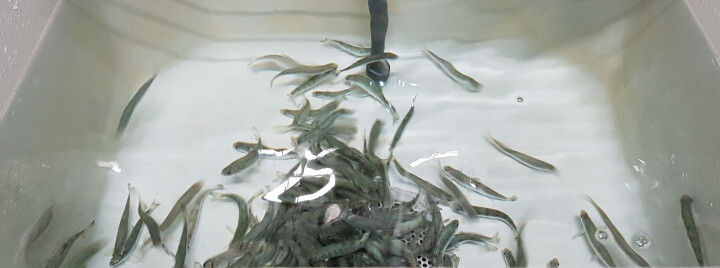 Dette gjør temperaturen med helse og utvikling hos laksen