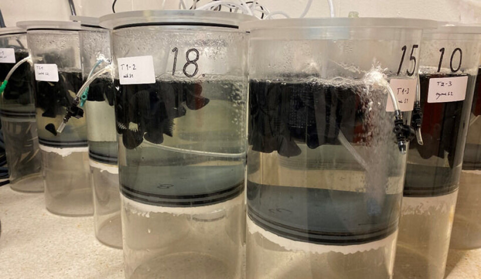 Hvor lenge kan fiskepatogener overleve i et RAS uten fisk?