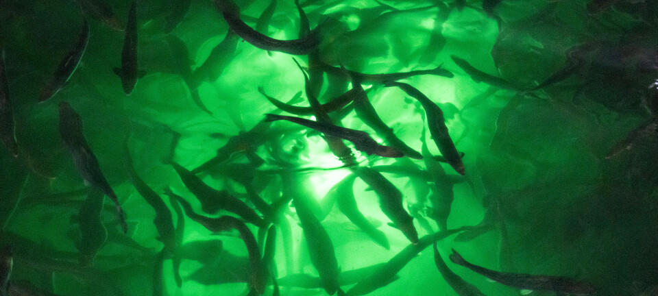 Har studert fiskevelferden hos settefisk i Chile