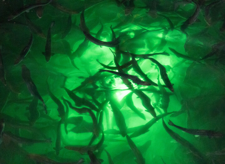 Har studert fiskevelferden hos settefisk i Chile