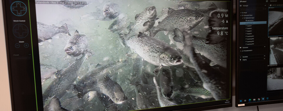 Lønner storsmoltstrategi seg?