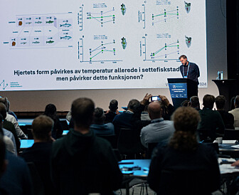 Dette kan gi svakere hjerter hos laks