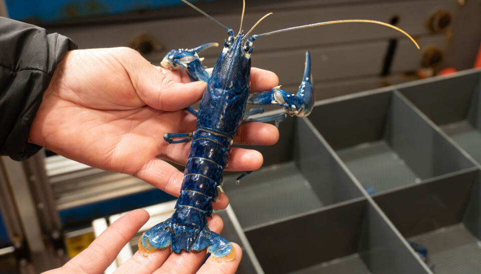 Den karakteristiske blåfargen kommer av spesielle fôrblandinger og hyppige skallskifter. Resultatet er en robust, tynnskallet hummer med høy kjøttandel – og et unikt uttrykk.