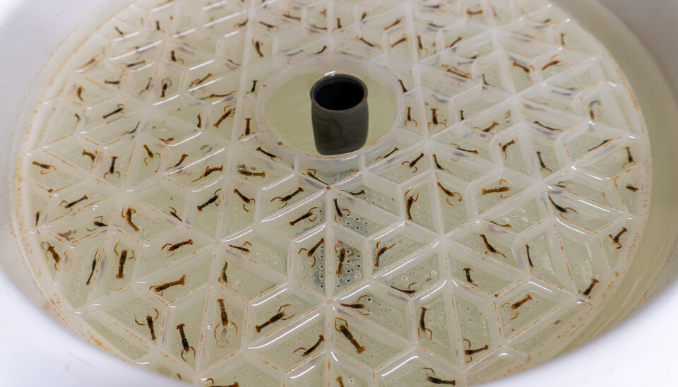 Hummeren vokser raskere på land, i et kontrollert miljø, enn i sjøen. Allerede etter 12 måneder er den klar for markedet.