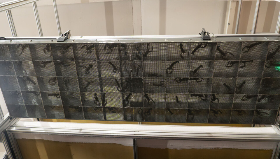 En robot flytter hummeren mellom etasjene i anlegget etter hvor langt den har kommet i livssyklusen.