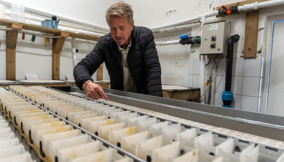 Asbjørn Drengstig har øye for detaljer, og følger nøye med på vekst og atferd på de yngste individene i anlegget.