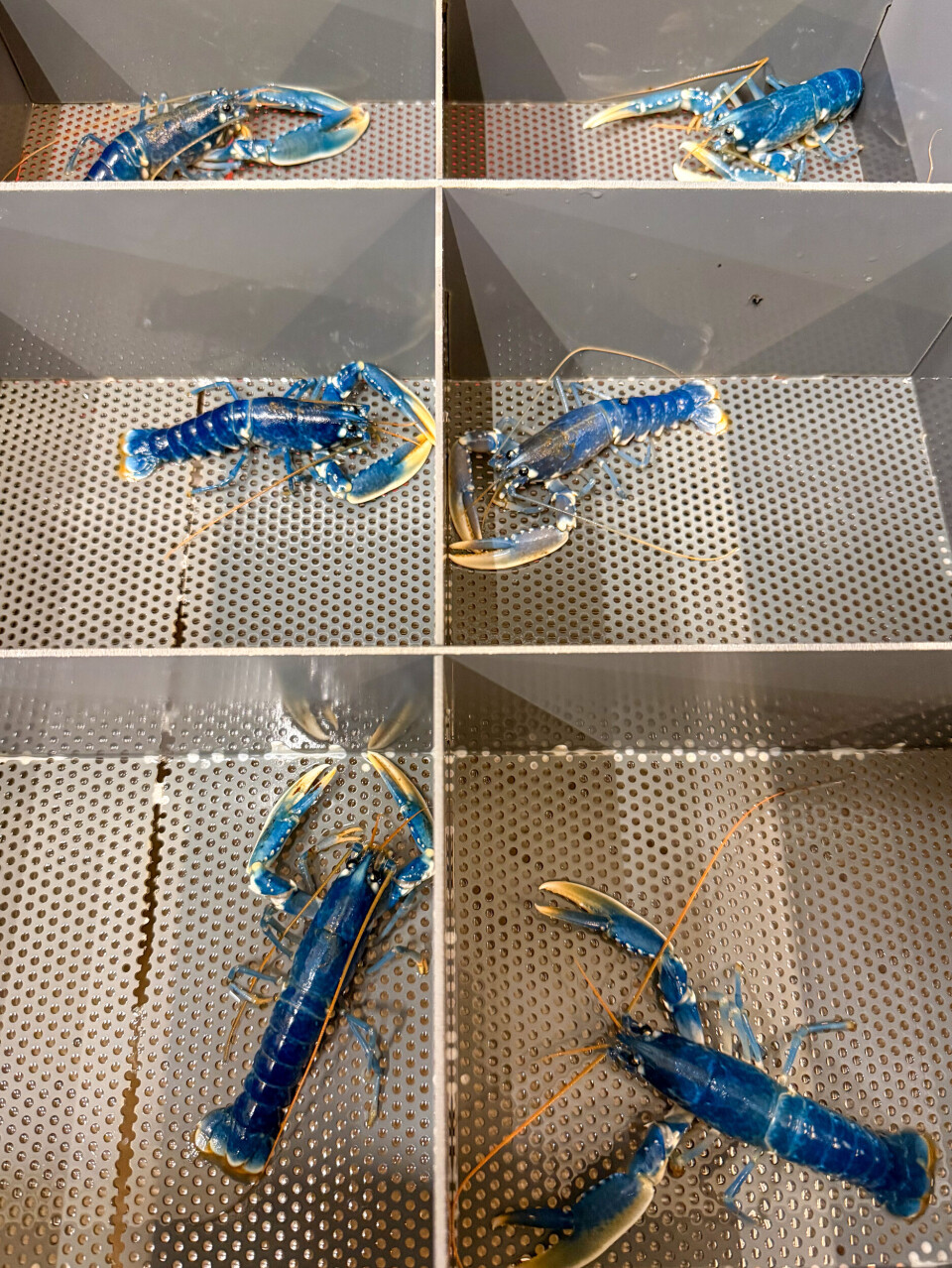 Hver hummer har sin egen enebolig. Hummeren er kannibal og tåler romkamerater dårlig.