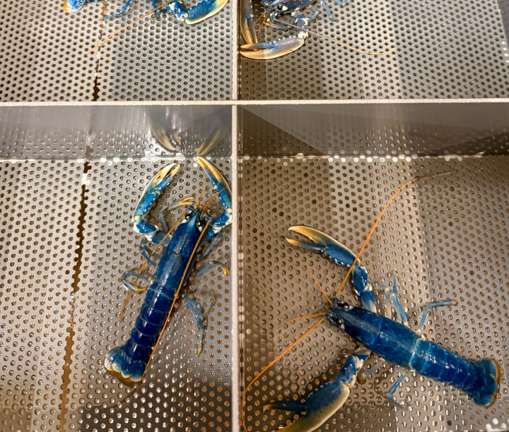 Hver hummer har sin egen enebolig