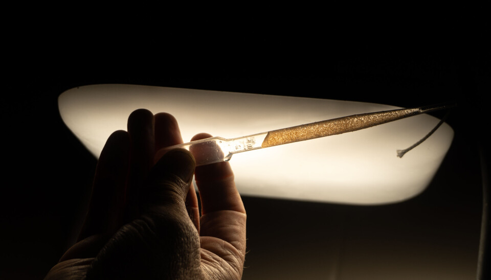 De minste hummerne mates forsiktig for hånd i den tidlige fasen.