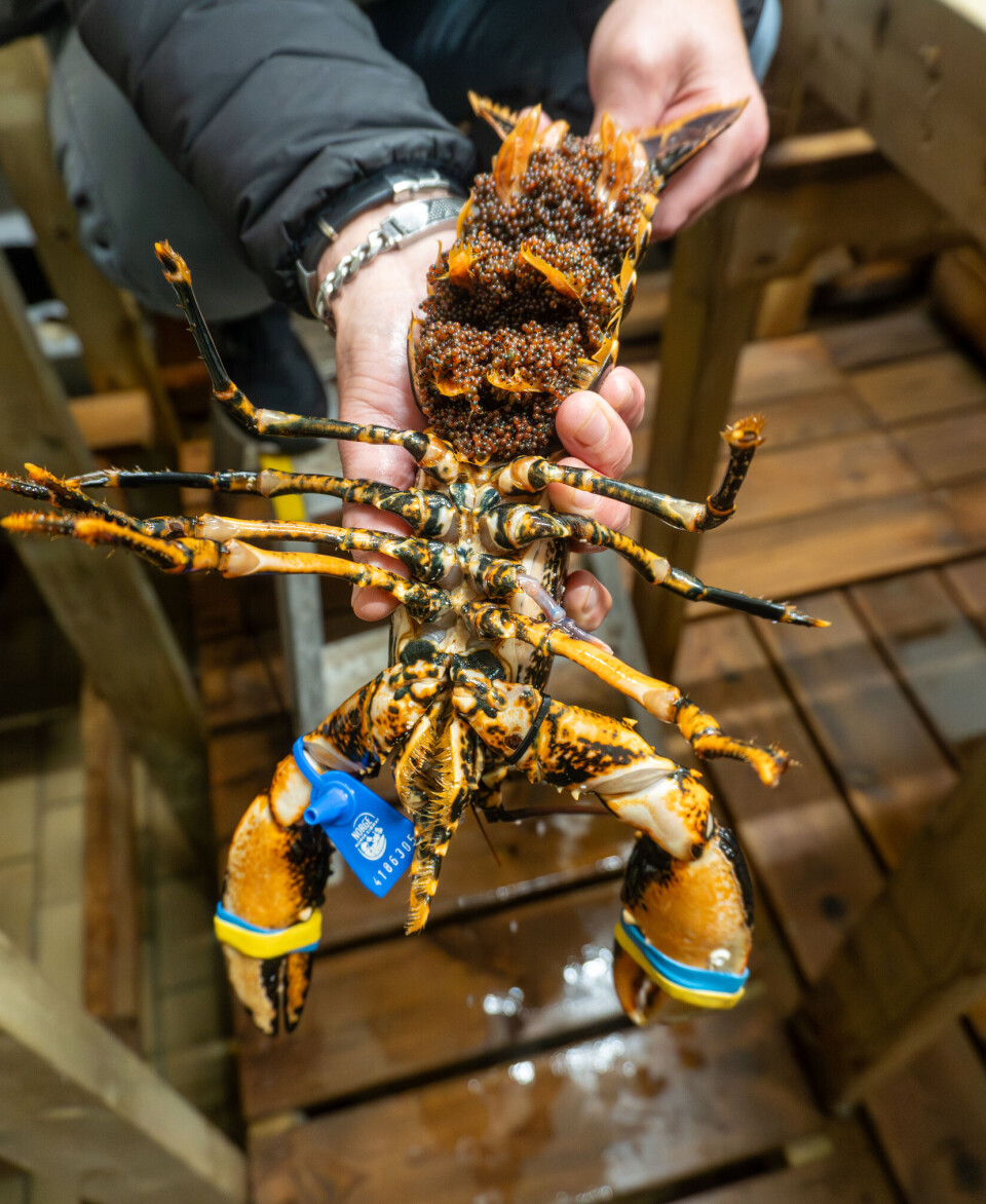 Denne villhummeren med rogn er kjøpt inn som stamdyr for å styrke genbasen i anlegget.