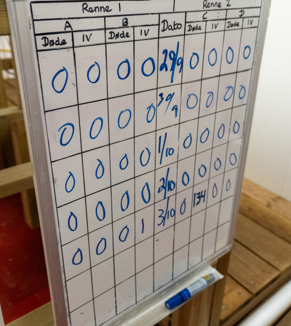 Hummeren er særdeles robust, noe også oversikten over dødelighet viser.