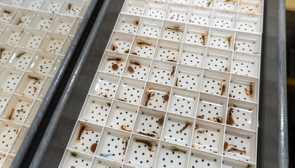 Hummeren vokser i et RAS-system der vannet sirkuleres, renses og gjenbrukes.