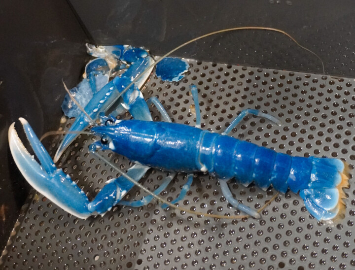 Hummer hos Norwegian Lobster Farm.