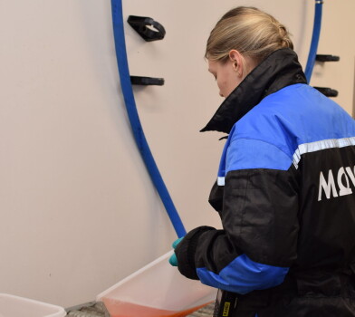 Bak kulissene i Mowis genetikkarbeid